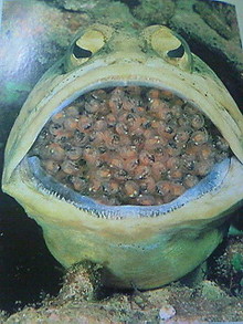 菅澤美月 つにてんてん♪ サムネイル画像