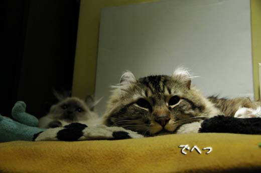 アメリカンカール・ケーくんの幸福　スコティッシュフォールド・くまきちの憂鬱