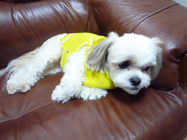 ふうちゃんの毎日　☆マル＆シーズーのMIX犬☆