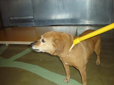 消えていく命-４月１５日都筑区