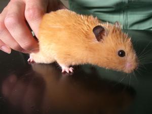 消えていく命-４月１５日麻生区