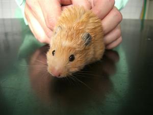 消えていく命-４月１５日麻生区