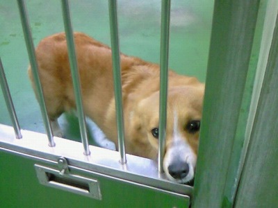 とらきち の ねこさん日記