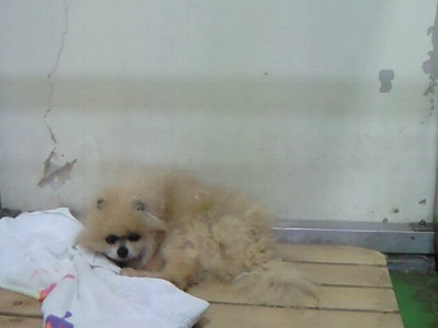 とらきち の ねこさん日記