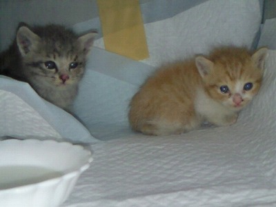 とらきち の ねこさん日記