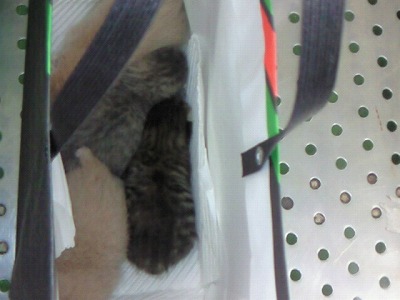 とらきち の ねこさん日記