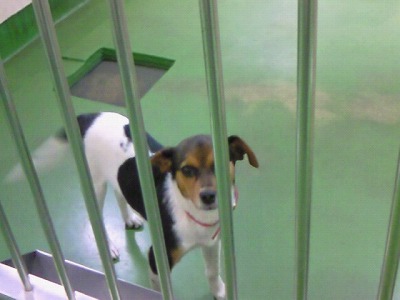 とらきち の ねこさん日記