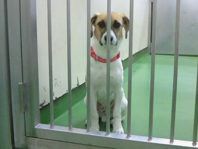 とらきち の ねこさん日記