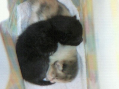 とらきち の ねこさん日記