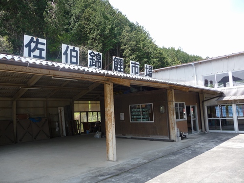 今日は佐伯錦鯉市場で、錦鯉の初せりが開催されました。