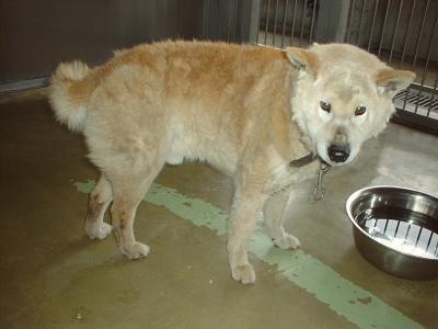 消えていく命-４月２７日緑区