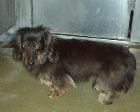 消えていく命-４月３０日港北区