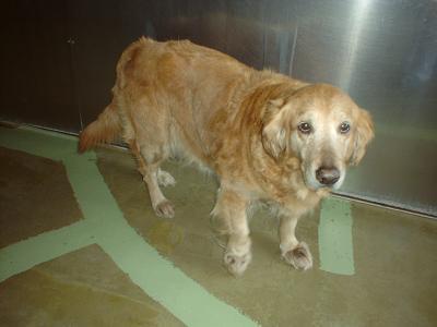 消えていく命-４月３０日港北区