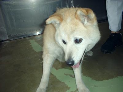 消えていく命-５月７日泉区