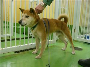 消えていく命-５月５日中原区