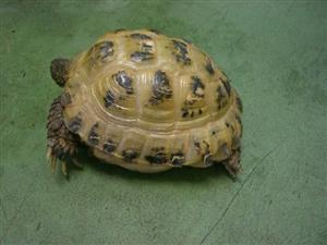 消えていく命-５月５日高津区