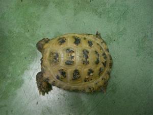 消えていく命-５月５日高津区