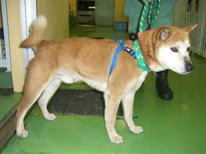 消えていく命-５月５日中原区