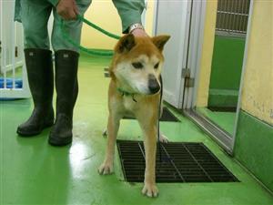 消えていく命-５月５日中原区