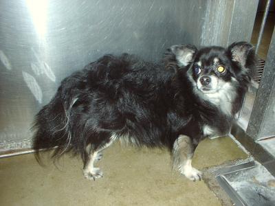 消えていく命-5月7日都筑区