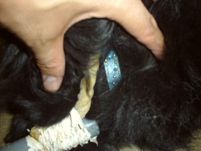 消えていく命-５月７日都筑区