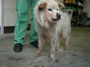 消えていく命-5月8日幸区