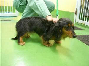 消えていく命-5月8日高津区