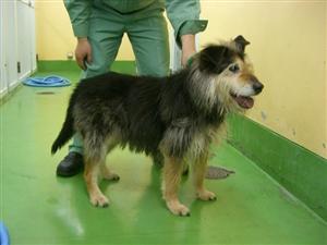 消えていく命-5月8日宮前区