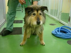 消えていく命-5月8日宮前区