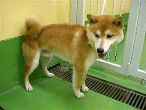 消えていく命-5月8日多摩区