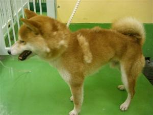 消えていく命-5月8日多摩区