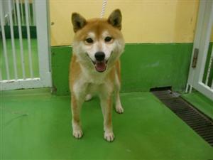 消えていく命-5月8日多摩区