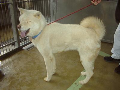 消えていく命-5月11日港南区