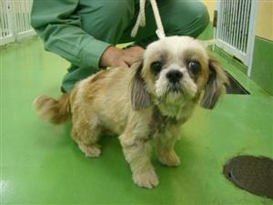 消えていく命-5月12日多摩区