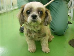 消えていく命-5月12日多摩区