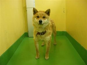 消えていく命-５月１３日宮前区