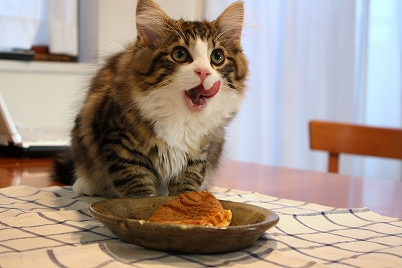 ネコデス-20090515-1