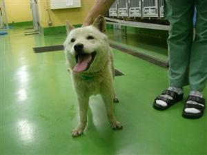 消えていく命-5月14日多摩区