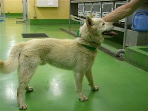 消えていく命-5月14日多摩区