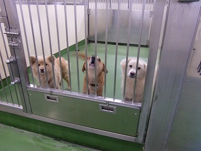 とらきち の ねこさん日記