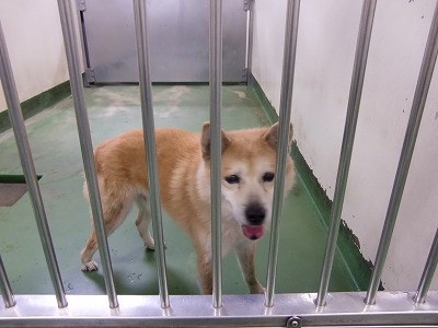 とらきち の ねこさん日記