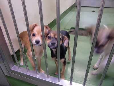 とらきち の ねこさん日記