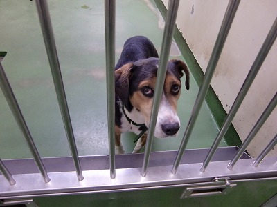 とらきち の ねこさん日記