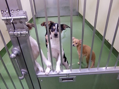 とらきち の ねこさん日記