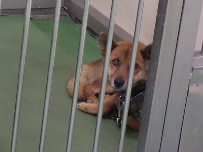 とらきち の ねこさん日記