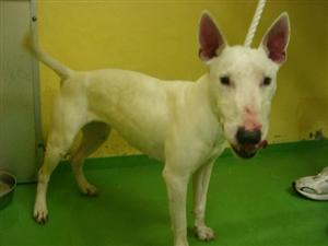 消えていく命-５月３０日高津区