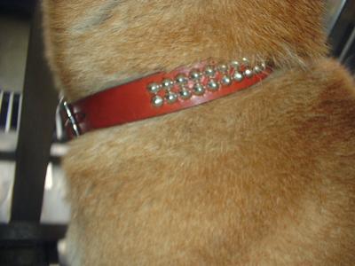 消えていく命-６月１日青葉区