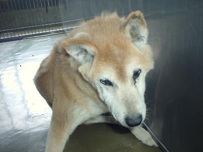 消えていく命-６月２日鶴見区