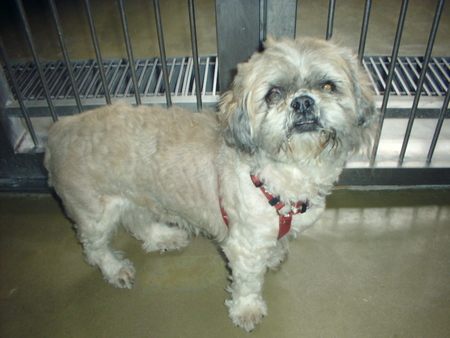 消えていく命-６月２日鶴見区