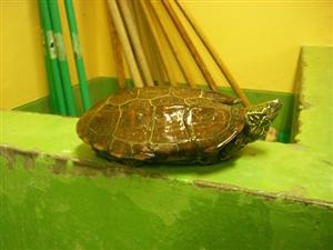 消えていく命-６月２日中原区